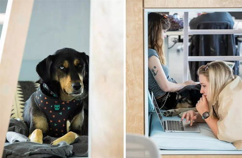 警惕創意辦公空間SU模型 寵物衣架顏值過高帶來的隱患